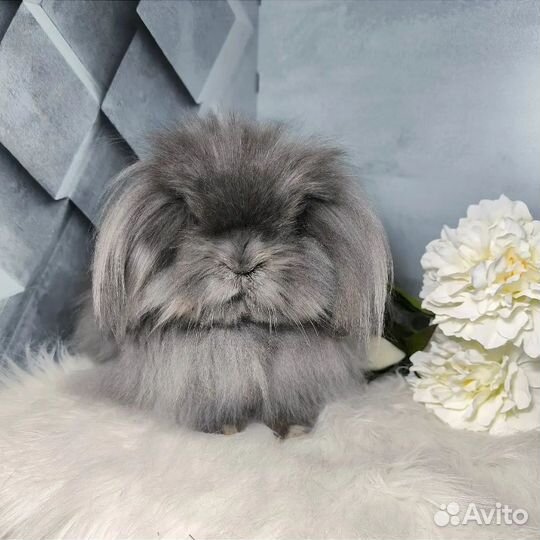 Mini LionLop