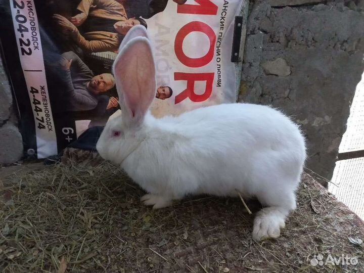 Кролик