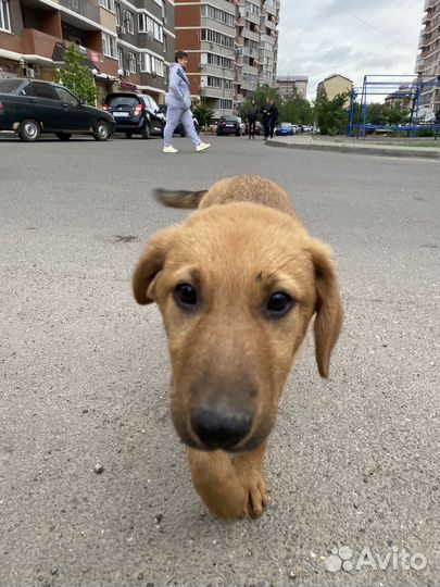 Щенок в добрые руки