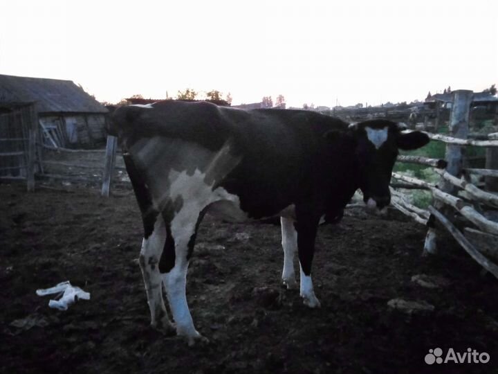 Продам нетель