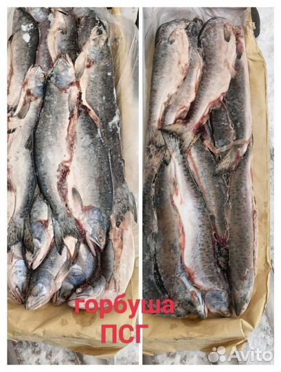 Свежемороженая горбуша пбг/псг/нр