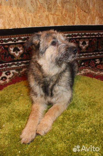 Собака Филип пушистый ищет дом