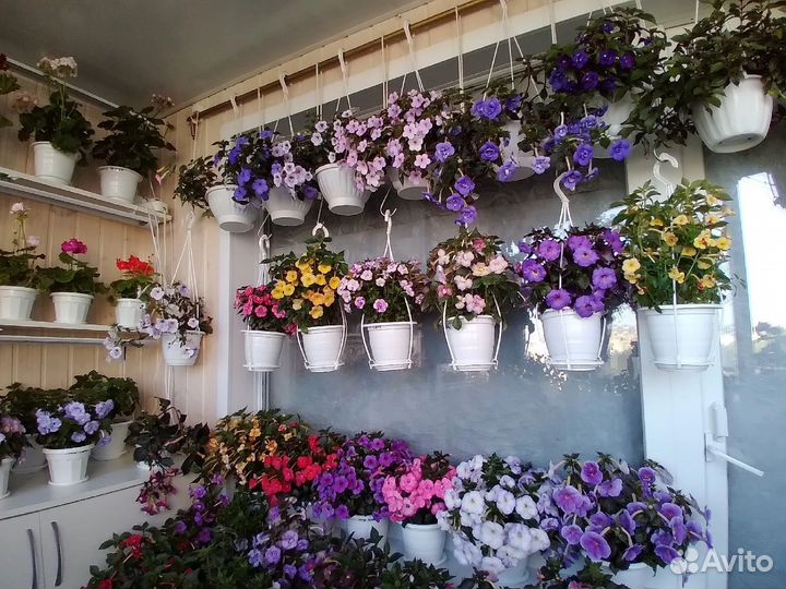 Ахименесы почтой ризомы