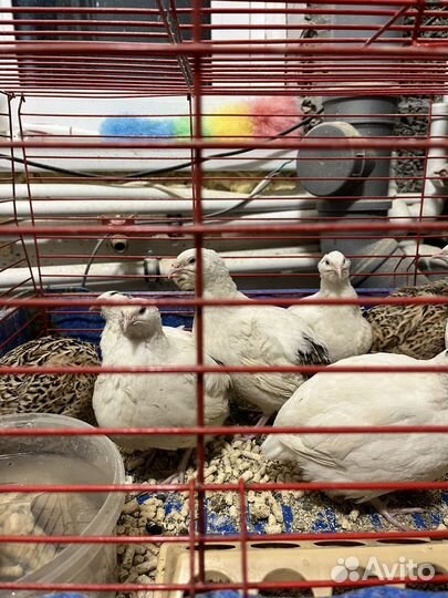 Яйца домашних перепелок