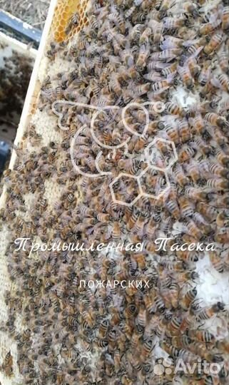 Качественные пчелопакеты Бакфаст, Карника