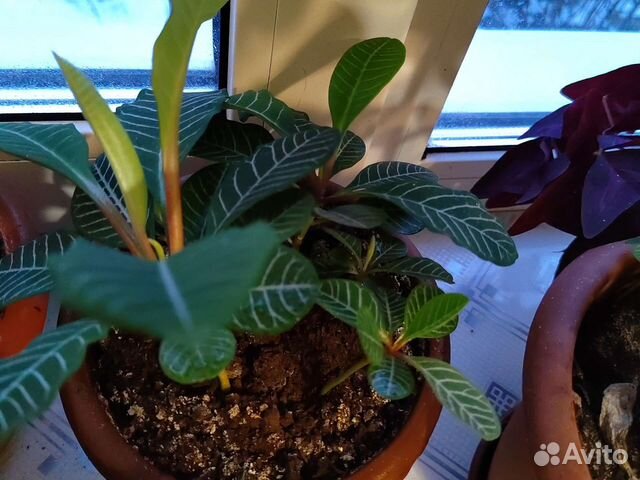 Молочай беложильчатый