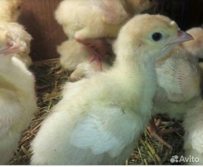 Индюшата Хайбрид Конвектор, Биг6, Бронза суточные