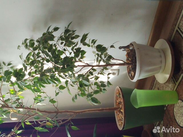 Фикус бенджамина