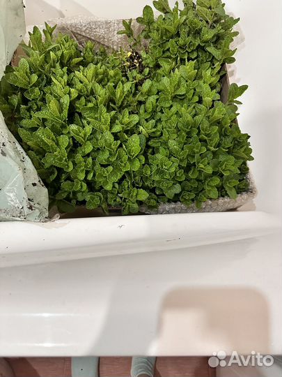 Поделюсь мятой