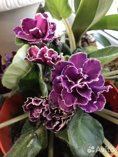 Фиалка темно-розовые крупные цветы