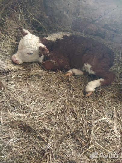 Телёнок (тёлочка)