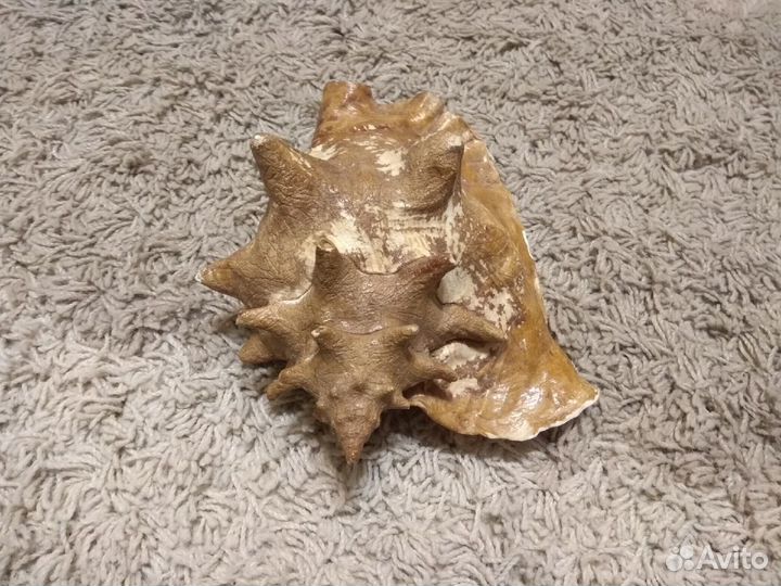 Большая морская раковина (ракушка)