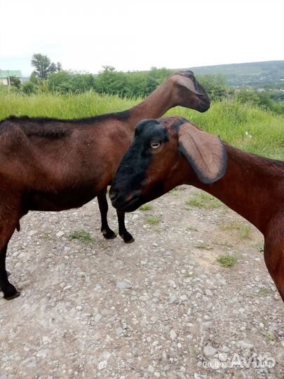 Дойные козы