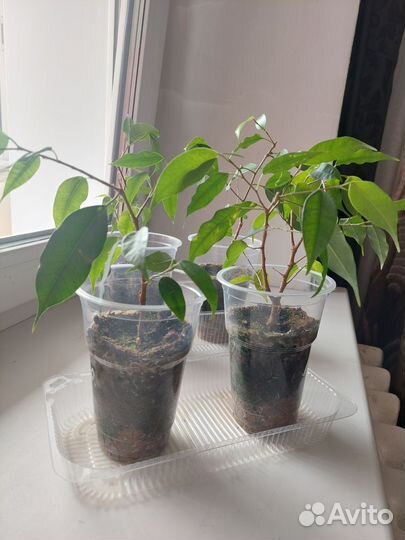 Фикус бенджамина