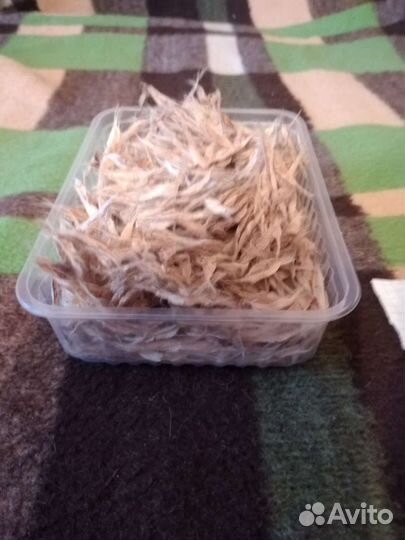 Семена Катальпы