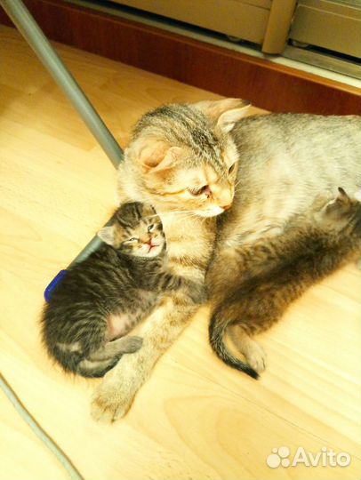 Котята в добрые руки
