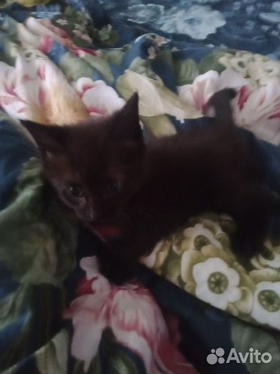 Котенок в дар бесплатно