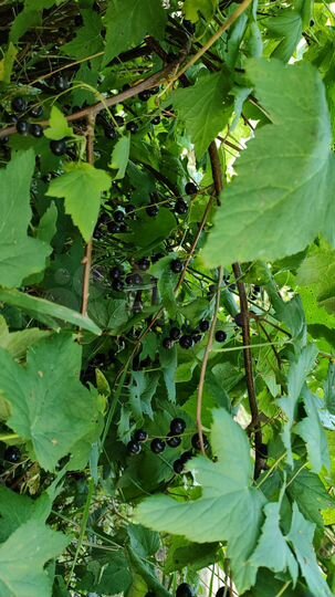 Дача 24 м² на участке 8 сот.