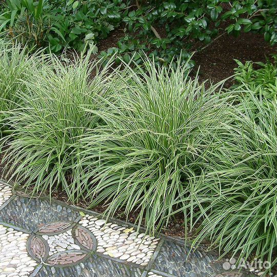 Мискантусы и Брунеры