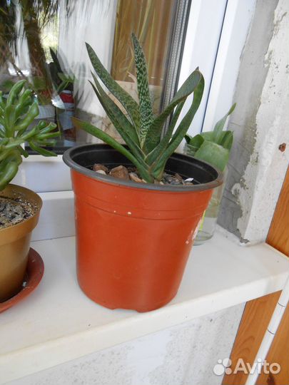 Комнатные растения: Гастерия, Бокарнея,Синг