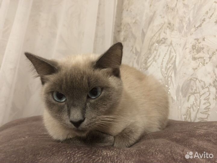 Сиамская кошка