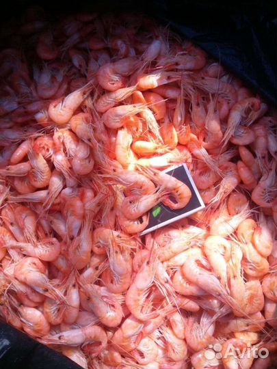 Креветка оптом, от 10 кг