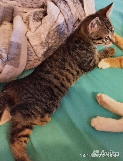 Котенок метис бобтейла