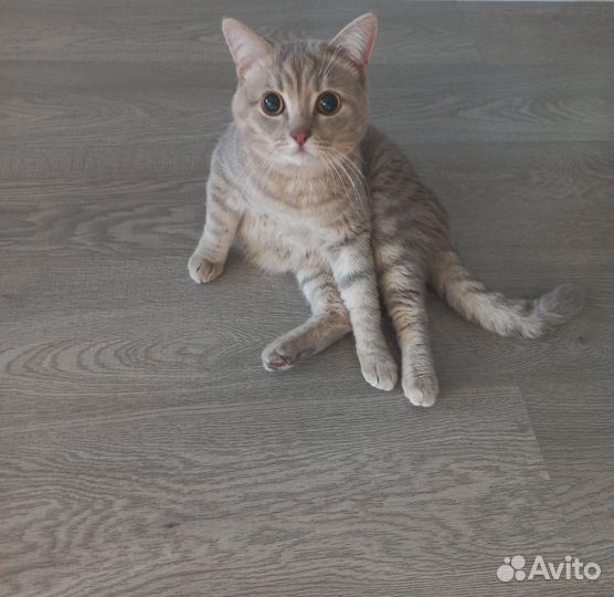 Отдам бесплатно