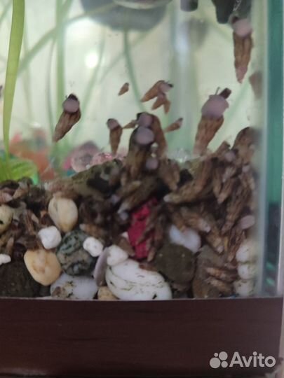 Улитки для аквариума