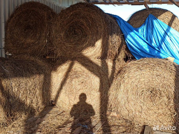 Сено,солома в рулонах
