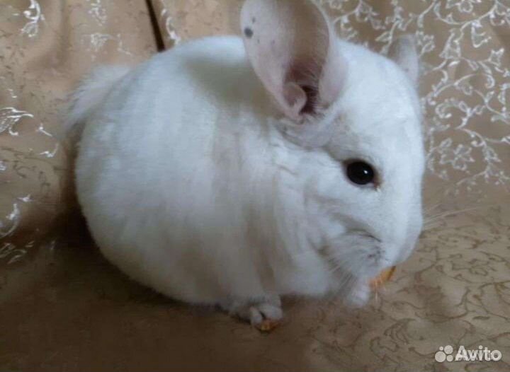 Шиншиллы, белый, серый