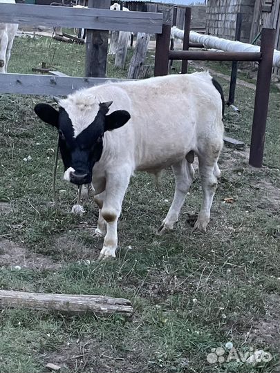 Бык якутской породы