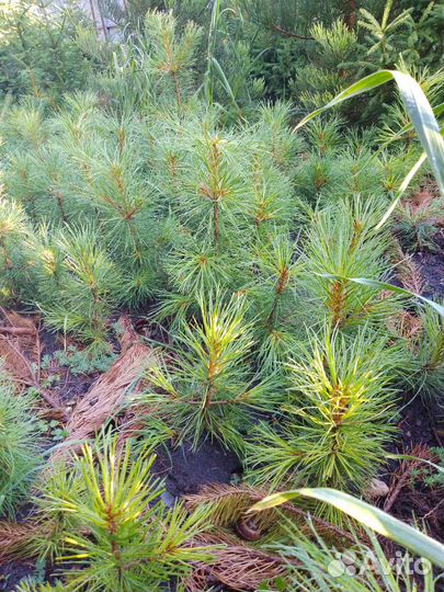 Саженцы кедра сибирского