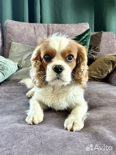 Вязка кавалер кинг чарльз спаниель