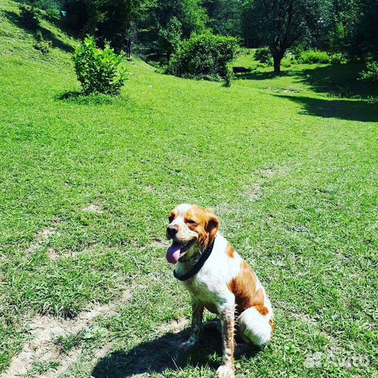 Бретонский эпаньоль. Вязка