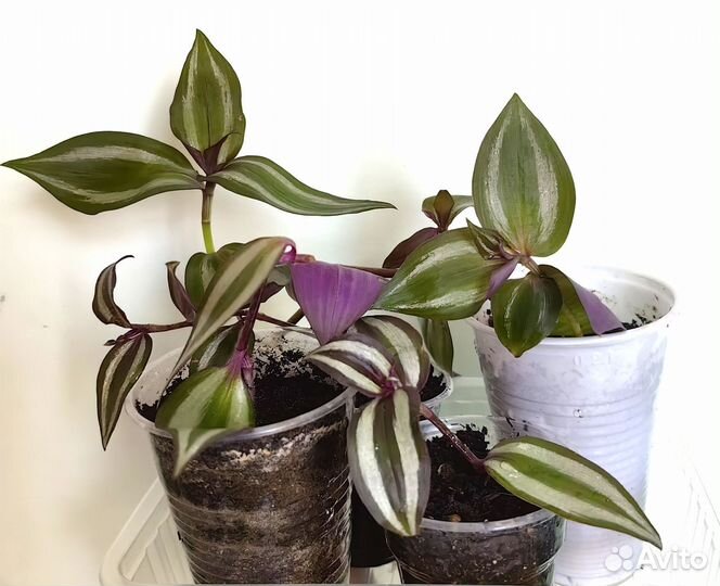 Традесканция Зебрина