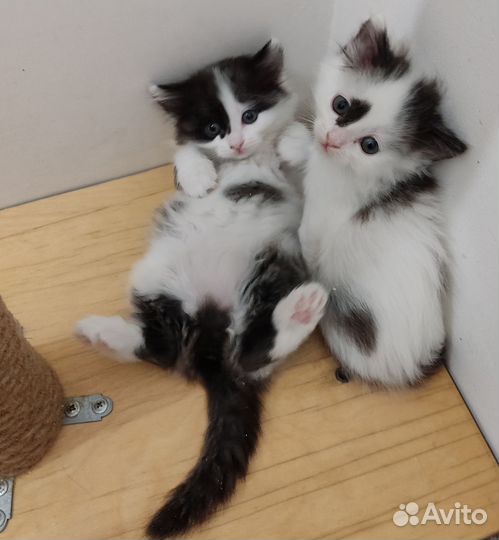 Котята - сибиряки