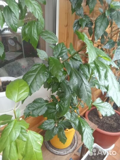 Гибискус китайская роза