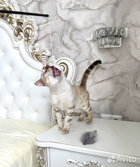 Вязка бенгальский кот снежный