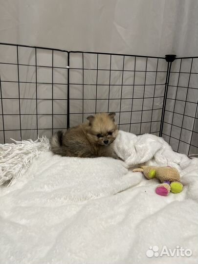 Щенки шпица