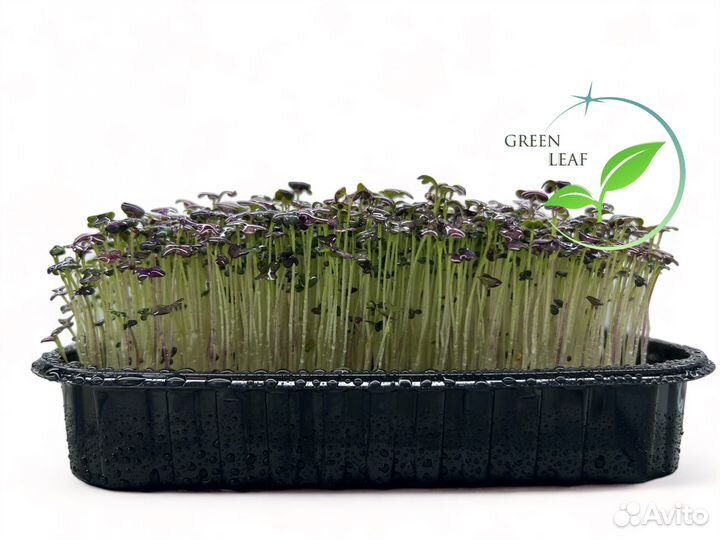 Микрозелень Капуста 