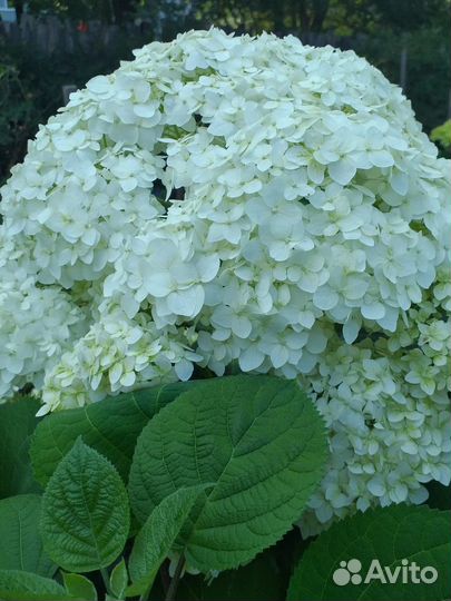 Букет гортензии