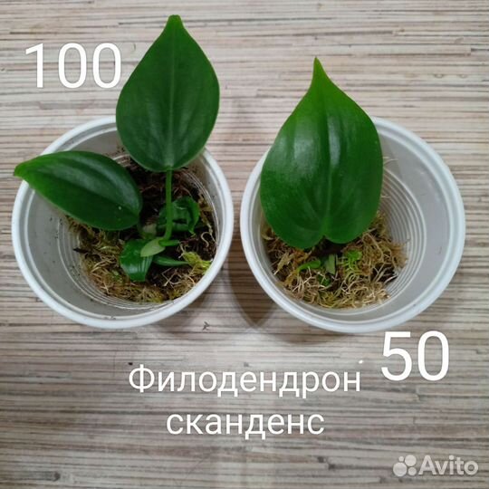 Филодендроны, эпипремнумы, вариегатные растения