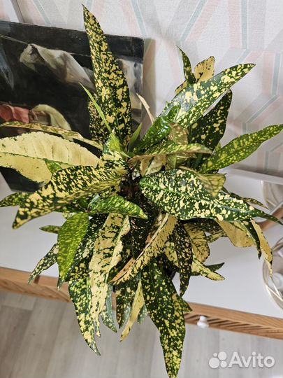 Кротон,фикусы,ктенанта Люберса