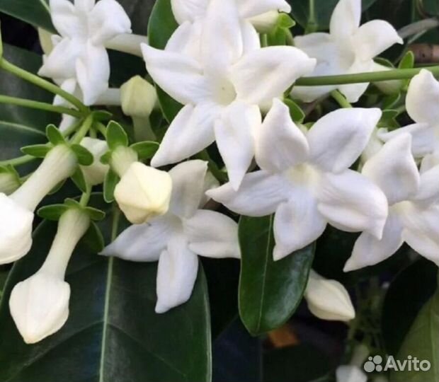 Стефанотис