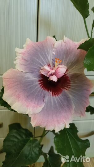 Ростки сортового гибискуса