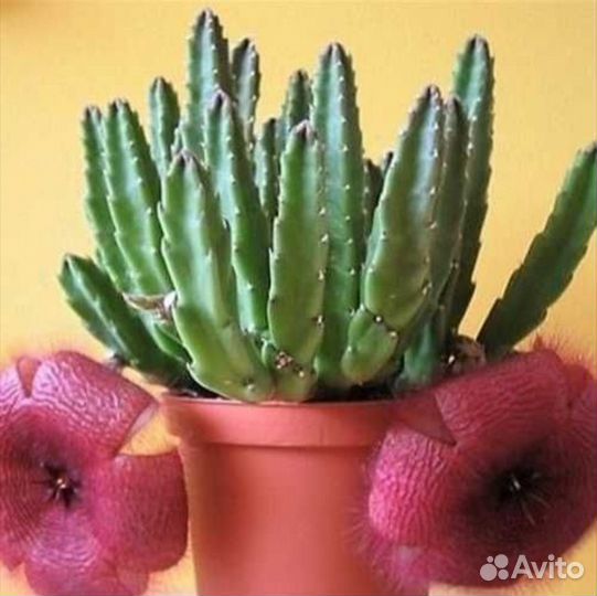 Стапелия крупноцветковая (Stapelia grandiflora)