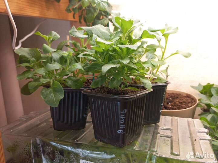 Петуния черенки