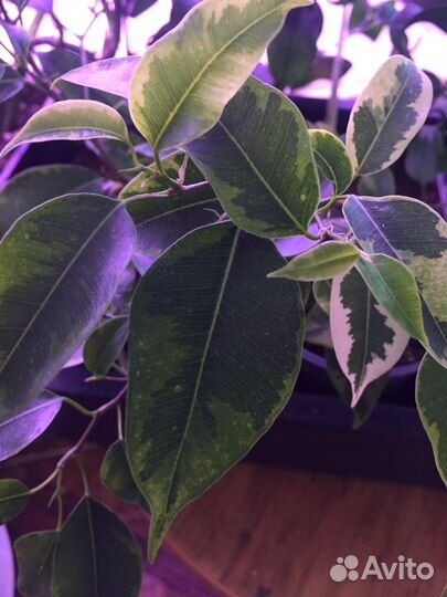 Комнатные цветочки