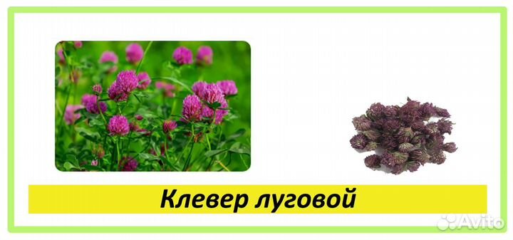 Целебные травы в каждый дом